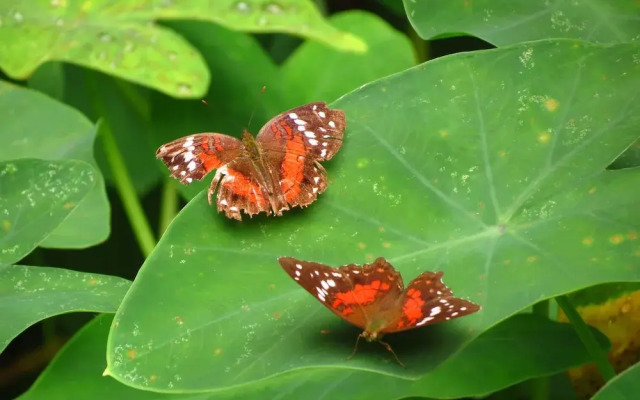Yaguas Ecolodge