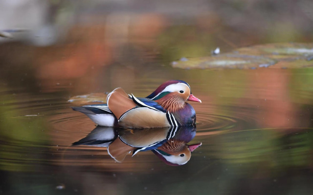 Relais La Foleia - Luxury Villa with private lake