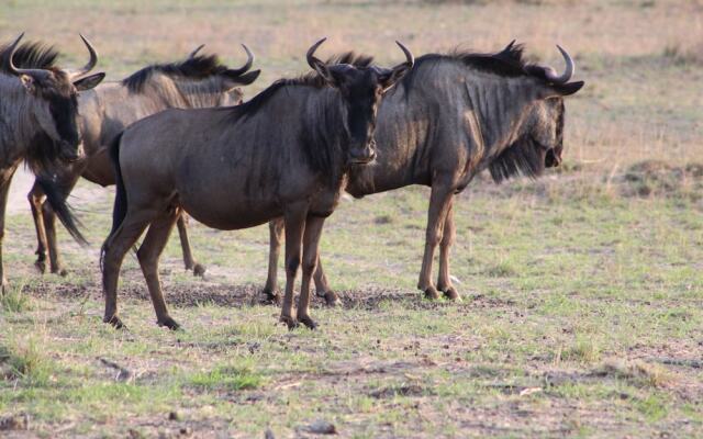 Bushman Rock Safaris