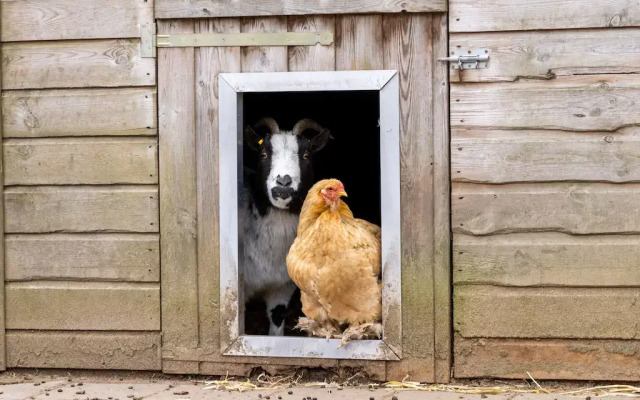 Bungalow in Veluwe Near Harderwijk