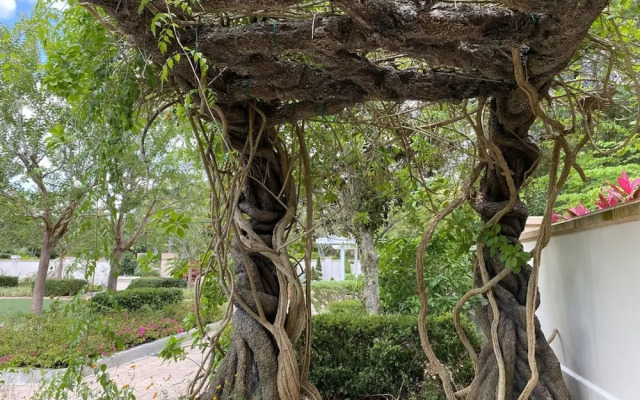 The Mermaid and the Sea Turtle