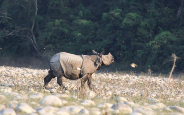 Tiger Tops Tharu Lodge