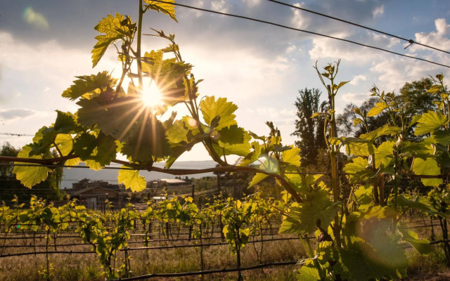 Quidni Estate Winery