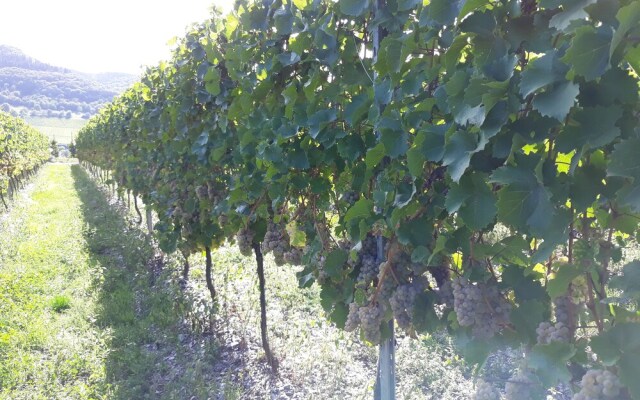 Weingut & Gästehaus Kaufmann-Schneider