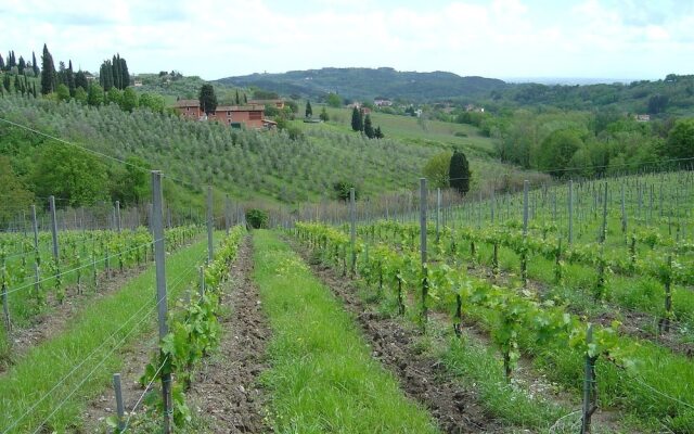 Fattoria di Fubbiano