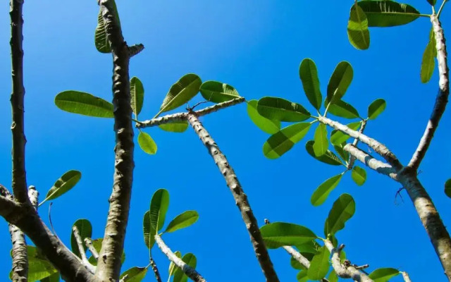 ARAYA HOTEL (SHA Extra Plus)