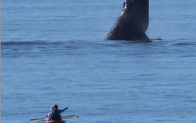 Maalaea Banyans by Coldwell Banker Island Vacations