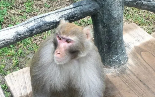 Wudang Mountain Longyuange Hotel