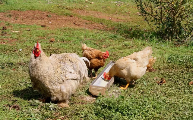 Agriturismo Casale Contenti