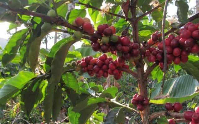 Coffee Trails Finca Las 2mm