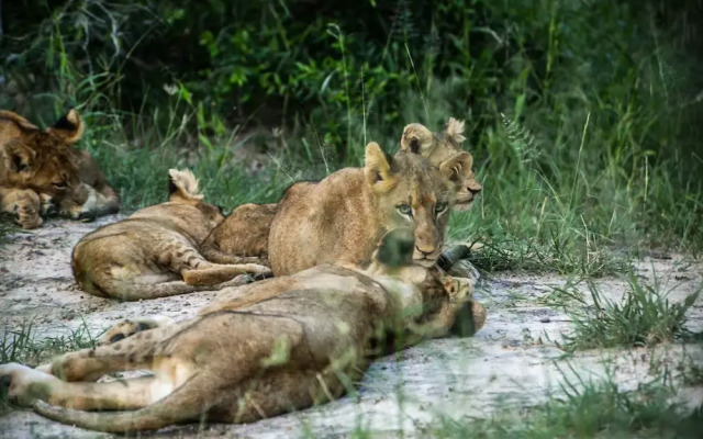 Lion Sands Narina Lodge