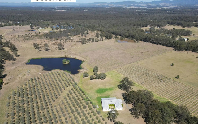 Olives and Vines at Majors Lane