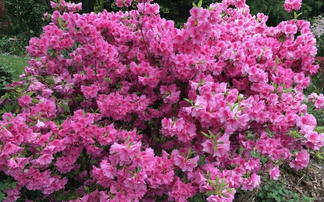 Rosewood Manor House B&B