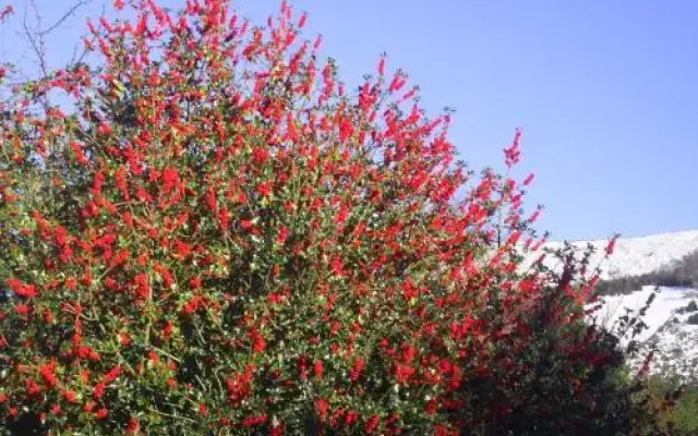 Apartamentos Peña Ubiña