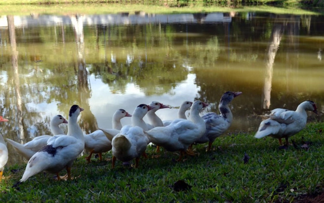 Hotel Fazenda Villa-Forte
