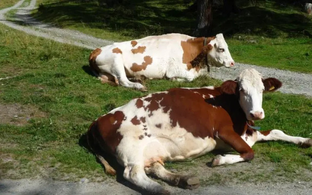 Gasthof Glocknerblick