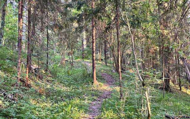 Pine Forest