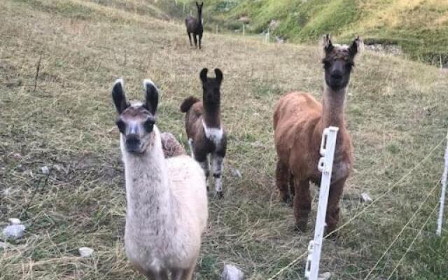 Jurte beim Lama- & Alpakahof Triesenberg