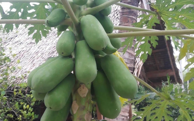 Phangan Farm Stay Resort