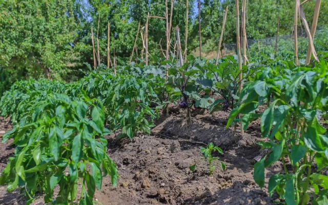 Agriturismo Al Lago Verde