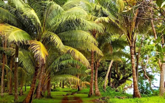 Tahaa - Villa Tehere Dream Beach Front