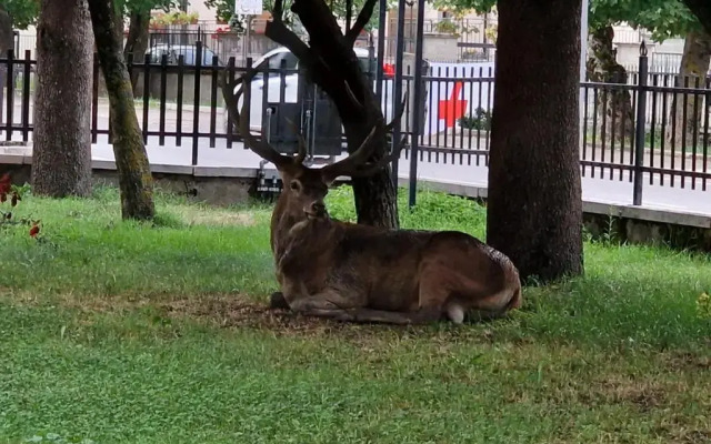 appartamento in residence