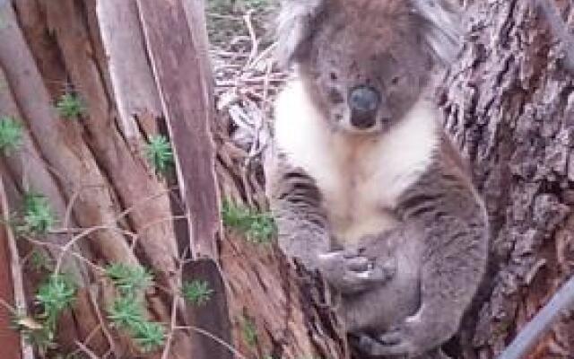 Stringybark Hills Retreat