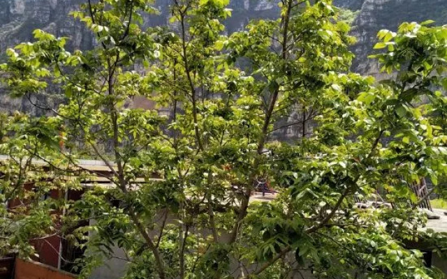 Shidu Rural Impression Farm House