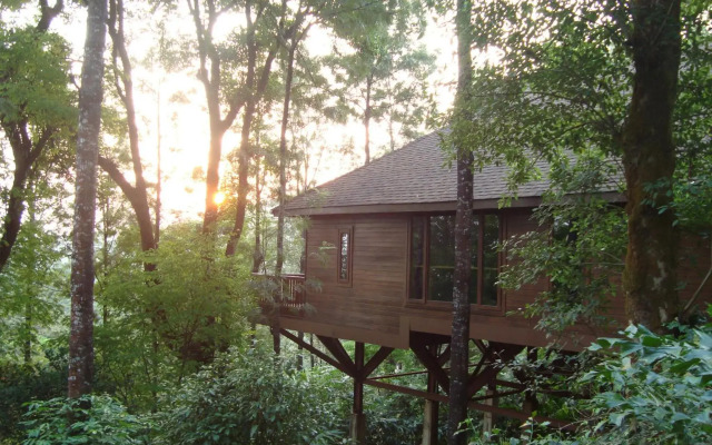 The Tamara Coorg