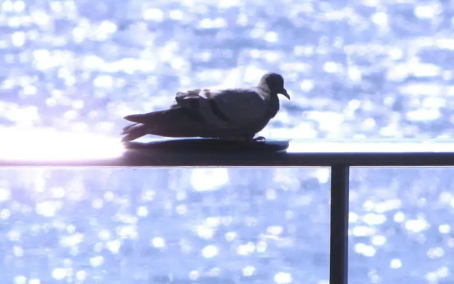 Apartamentos Chijeré Faro del Inglés