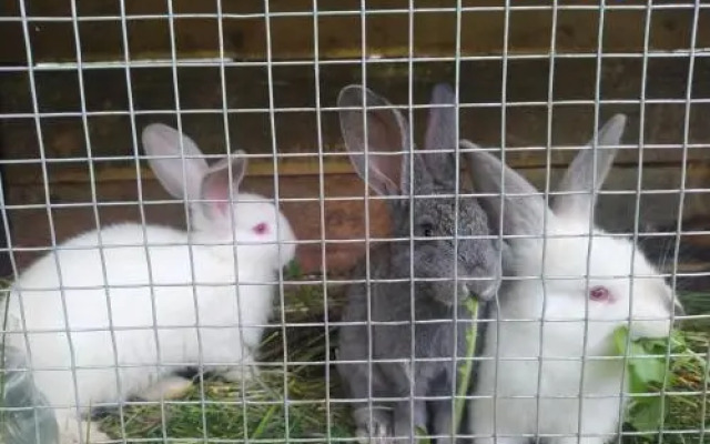 Rossi Rest House By The River