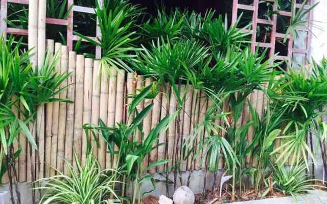 Little Jungle Resort