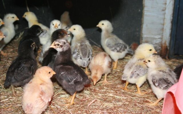 Cowichan Valley Hostel