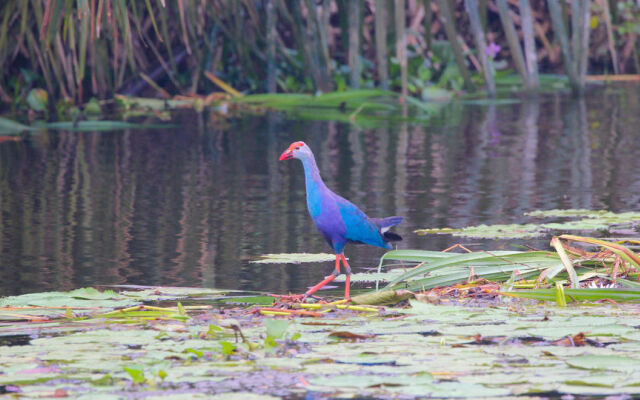 Purple Coot Resort