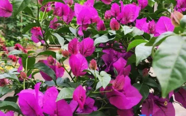 Xingxingyu Qixi Flower Garden