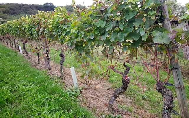 Weinhaus em Wingert