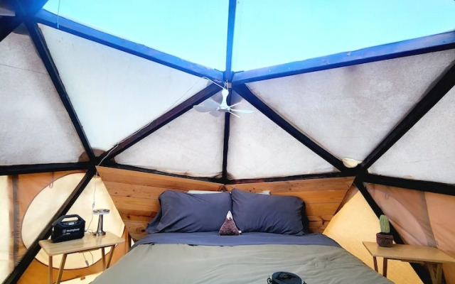 Raptor Ranch Little Owl 1