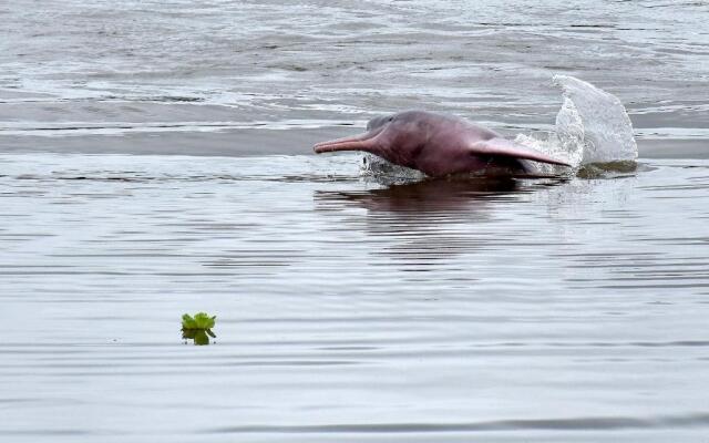 Yaku Amazon Lodge & Expeditions