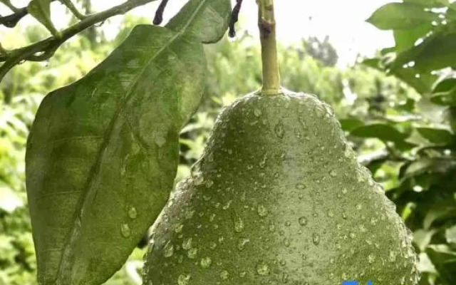 Floral Hotel·Yangshan Taohua Shili Hotel