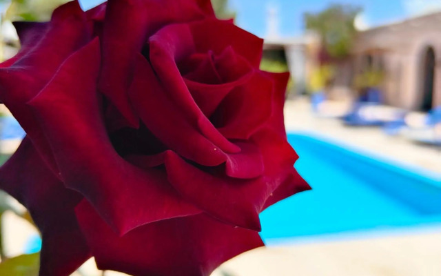 Riad Eucalyptus by Caravanserail