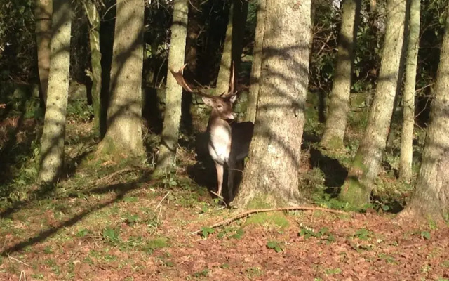 Birch Lodge 19 with Hot Tub