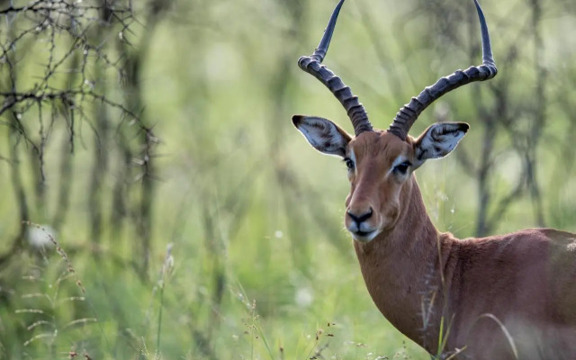 Royal Thonga Safari Lodge