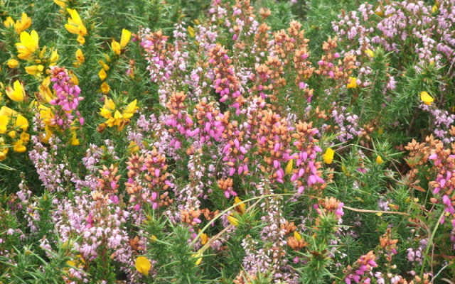 White Heather Farmhouse