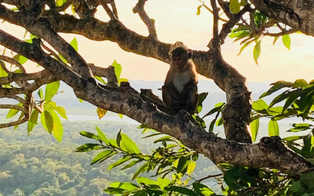 Riko surf House Hiri