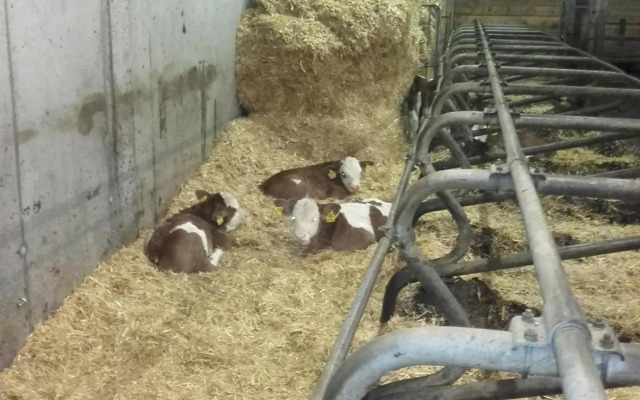 Burtscherhof in Braz