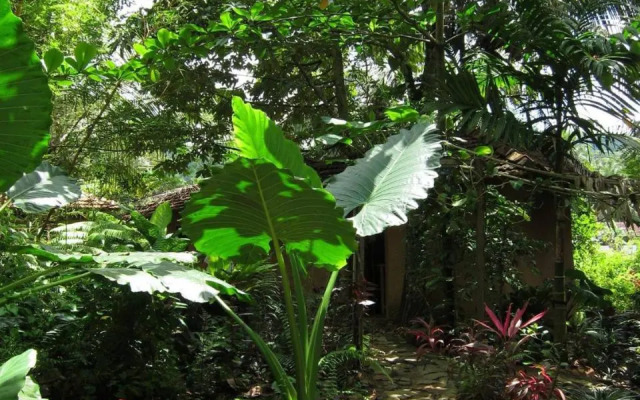 Rural Jungle Backpackers Hostel