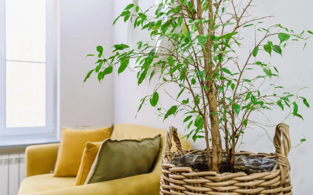 Uppapart (Апапарт) на улице Марата 4