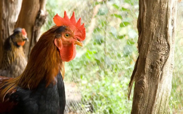 O Chardinet d'a Formiga