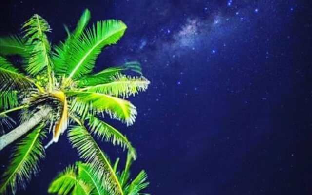 Maui Palms