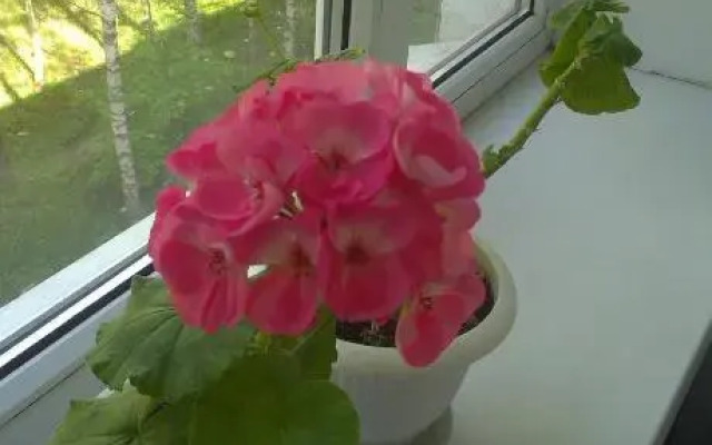 Apartment Chernihivska 13